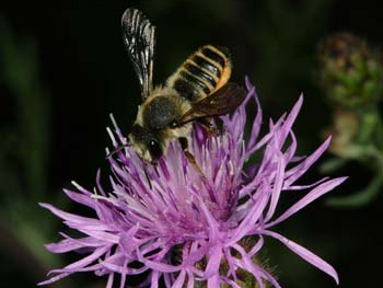 wildbienen